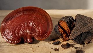Reishi ou chaga : l'un se cultive, l'autre se prélève sur un arbre vivant