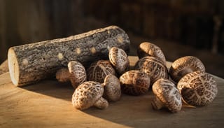 Shiitake (Lentinula edodes) : le champignon, pas le complément